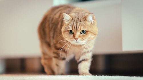 Legătura dintre rasa pisicilor și comportament. Oamenii de știință au studiat 5.700 de pisici și au descoperit trăsături interesante / Care sunt prietenoase vs. agresive