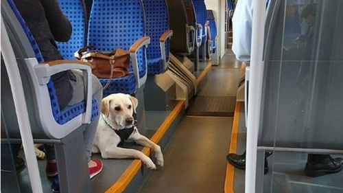 Număr record de animale de companie care călătoresc cu trenul în 2025. O țară UE devine campioană la acest capitol / Câinii și pisicile beneficiază de servicii speciale