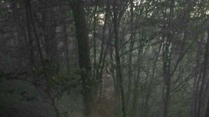Vâlcea: Incendiu izbucnit într-o pădure de fag din oraşul Horezu, pe o suprafaţă de circa 3 hectare / Zona este greu accesibilă
