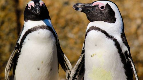 Înfometați, pinguinii africani își hrănesc puii cu pietre