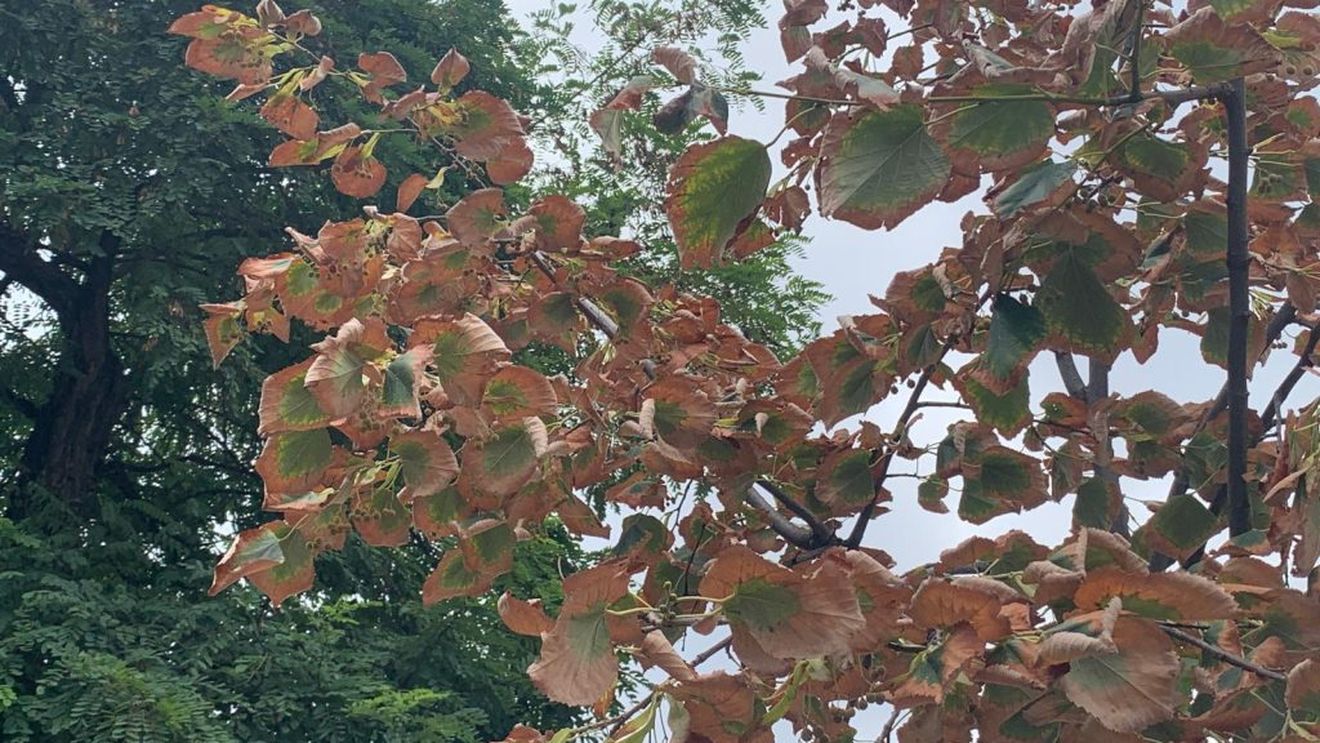 Teii din Iași se uscă din cauza schimbării climei și a poluării / Specialist: Teiul nu mai merge la Iași, trebuie să înțelegem