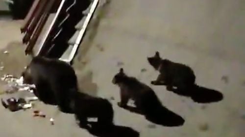 VIDEO Un urs și trei pui, coborâți din pădure lângă blocuri și case în orașul Bușteni / Animalul se repede la un om care îl huiduie / Localnic: „Ne-am obișnuit să nu mai ieșim după ora 17”