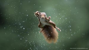 FOTOGALERIE Cele mai amuzante fotografii din natură, în concursul Comedy Wildlife