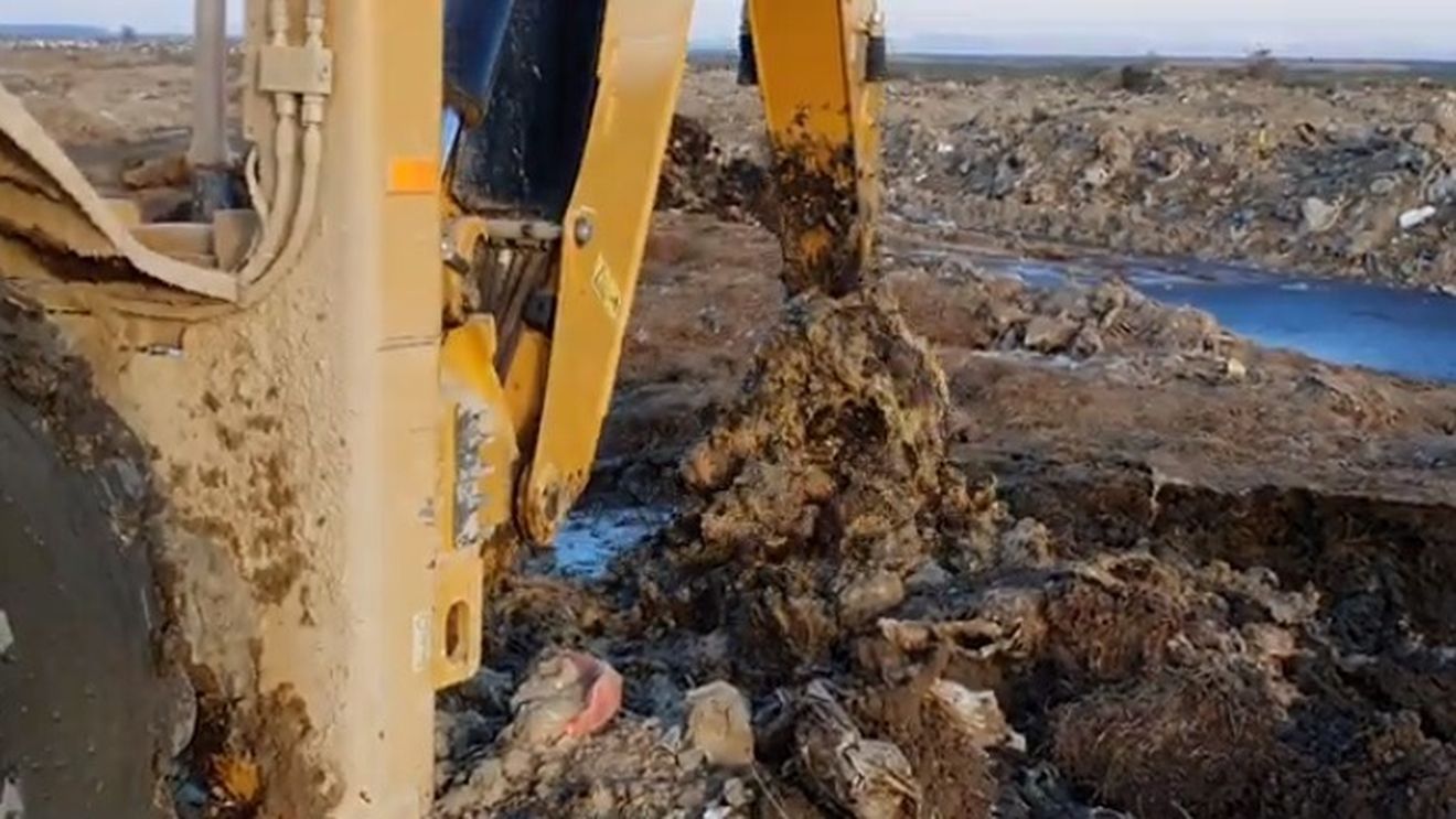 VIDEO Dezastru de mediu în Tulcea: oile înecate după eșuarea navei Queen Hind au fost îngropate ilegal lângă un sat