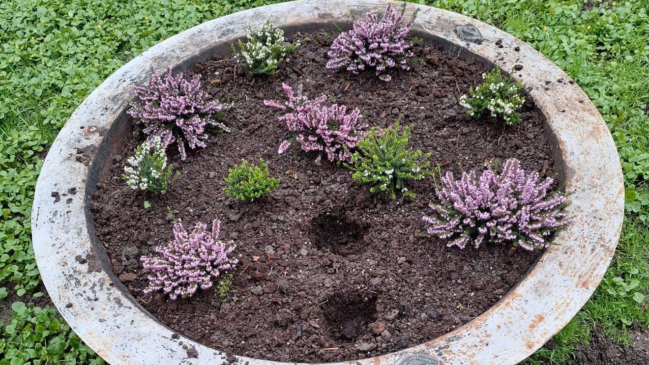 Florile din Parcul Chișmigiu, păzite de polițiști locali / Sute de flori furate în câteva zile