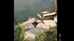 VIDEO | Pești morți în Lacul Corbu: Administratorul acuză compania de apă de poluare din cauza deversărilor / Apele Române a trimis un echipaj în control: ”Intuim o scădere a oxigenului din cauza caniculei”