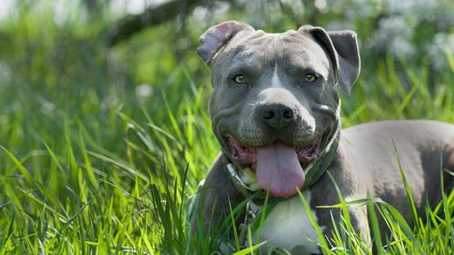O femeie din Arad a ajuns la Urgență după ce a fost mușcată de doi câini Amstaff care au scăpat dintr-o curte/ Câinele pe care îl plimba femeia a ajuns la veterinar cu multiple răni la cap și spate
