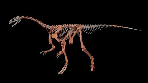Unul dintre cei mai vechi dinozauri din lume descoperit în Argentina /  A trăit în urmă cu aproximativ 230 de milioane de ani