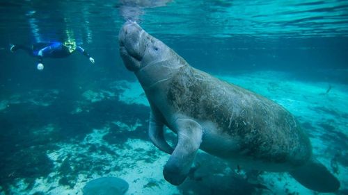 Lamantinii din Florida, afectați de mortalitate excesivă din cauza foametei, vor fi hrăniți de autoritățile americane