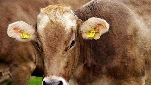 Presa bulgară: Imagini cutremurătoare, la frontiera bulgaro-turcă, cu transportul de vite din România