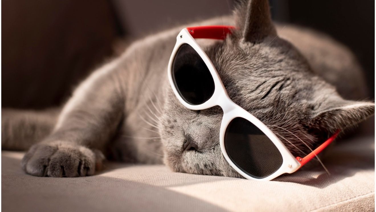 Top rase de pisici pe care nu le sperie schimbările: Ele sunt cele mai adaptabile feline