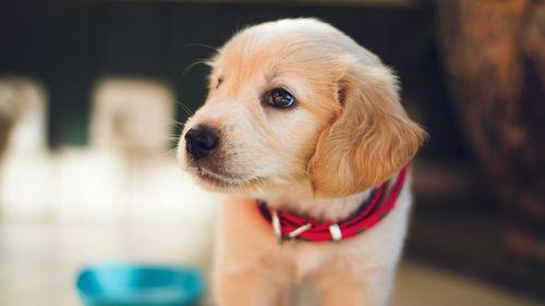 7 pași pe care să îi urmezi când aduci un pui de cățel acasă: Cum îl învățăm să-și facă nevoile și cum facem să nu plângă noaptea