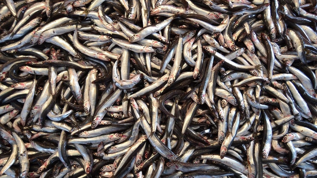 Un studiu asociază nivelurile ridicate de omega-3 cu un risc mai mic de demenţă / În ce alimente se găsește grupul de acizi grași în proporții ridicate