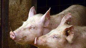 Ministrul Agriculturii: Porcul nu trebuie interzis şi nu se va interzice niciodată în România / Și tatăl meu crește trei porci: unul pentru mine, unul pentru fratele meu şi unul pentru ei