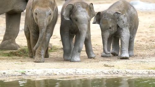 VIDEO Un al patrulea pui de elefant a venit pe lume la Zoo Leipzig, care găzduieşte şi patru pui de leu