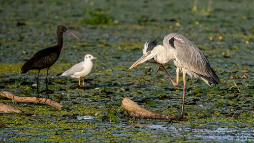 Premieră în administrație: cei 36 de candidați pentru funcția de Guvernator al Deltei Dunării vor fi evaluați cu testul Hogan, utilizat pe scară largă în corporații