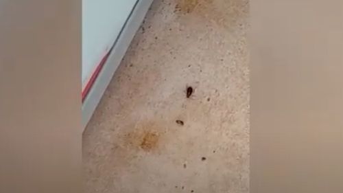 Brutărie din Câmpia Turzii închisă și amendată de Protecția Consumatorului după o invazie a gândacilor / Unitatea funcționa la parterul unui bloc