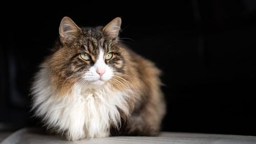 O dietă inteligentă pentru o minte ageră: Cum să-ți ajuți pisica să îmbătrânească frumos / Alimente care combat demența la pisici