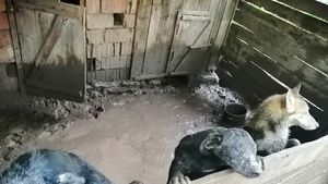 FOTO Imaginile dezastrului în urma inundațiilor din Alba. Case distruse, mașini contorsionate, drumuri rupte, arbori smulși