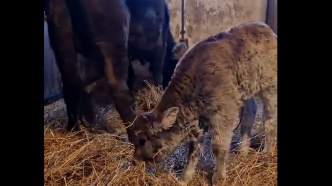 VIDEO Program de salvare a rasei de vaci „mocănița” la Zoo Târgu Mureș / Un institut din Ungaria a colectat din Apuseni ultimele 17 exemplare, în 2014