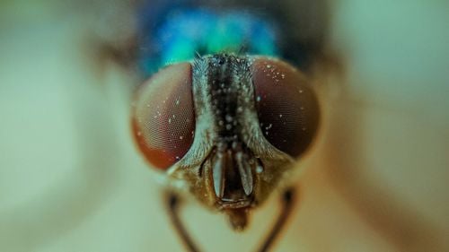 Ce le atrage pe muște la fecale și cât de curate sunt de fapt aceste insecte atât de enervante în timpul verii