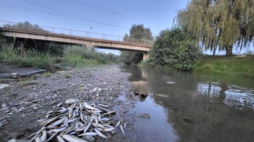 Pești morți pe un râu din Sibiu /  Beton de pe șantierul autostrăzii Sibiu – Făgăraș a ajuns în apă / ”A fost rezultatul unui incident în construcții”