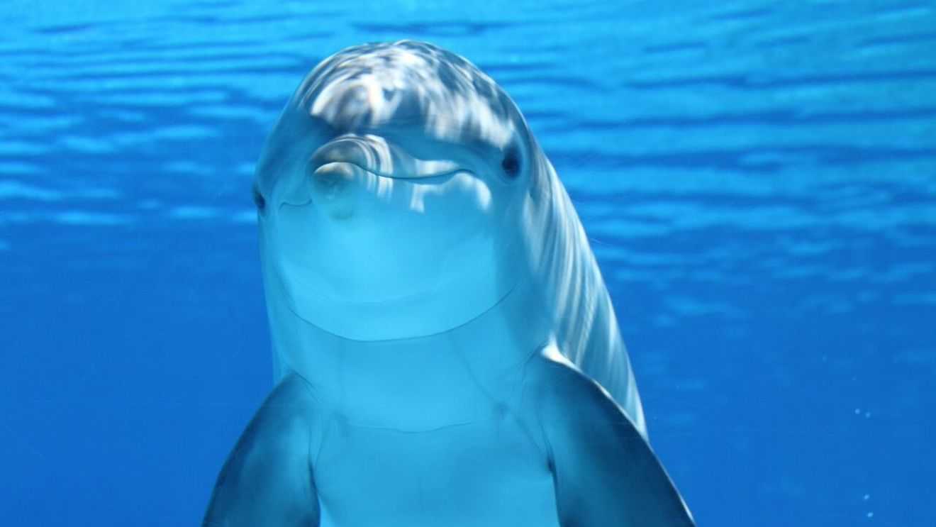 VIDEO Cum intră în ”transă” delfinii, de ce sunt hipopotamii cele mai periculoase animale mari din Africa și ce știm despre ornitorincii cu pinteni veninoși/ Animale cu potențial periculos și aparențe înșelătoare