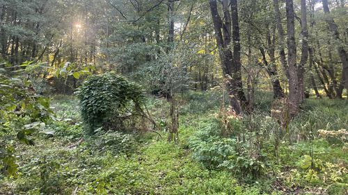 Primăria Sectorului 1 va cere Pădurea Băneasa de la Romsilva pentru a-i crea un grad de protecție mai înalt, de „arie naturală protejată” pentru a bloca extinderea necontrolată a orașului și de a crea coridoare ecologice