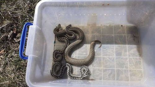 Maramureș: Câteva vipere au fost îndepărtate de pe proprietatea unei pensiuni din zona Cavnic. Jandarmii montani atrag atenția că Vipera Berus este protejată