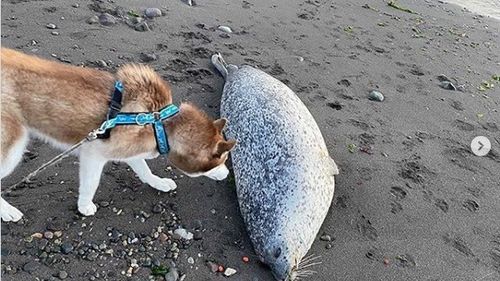 VIDEO Catastrofă ecologică în Rusia, unde sute de foci, caracatițe și alte animale marine au murit în urma unei deversări de produse petroliere