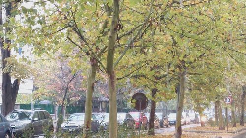 VIDEO Primii fulgi de zăpadă din acest sezon au căzut în București, marți dimineață