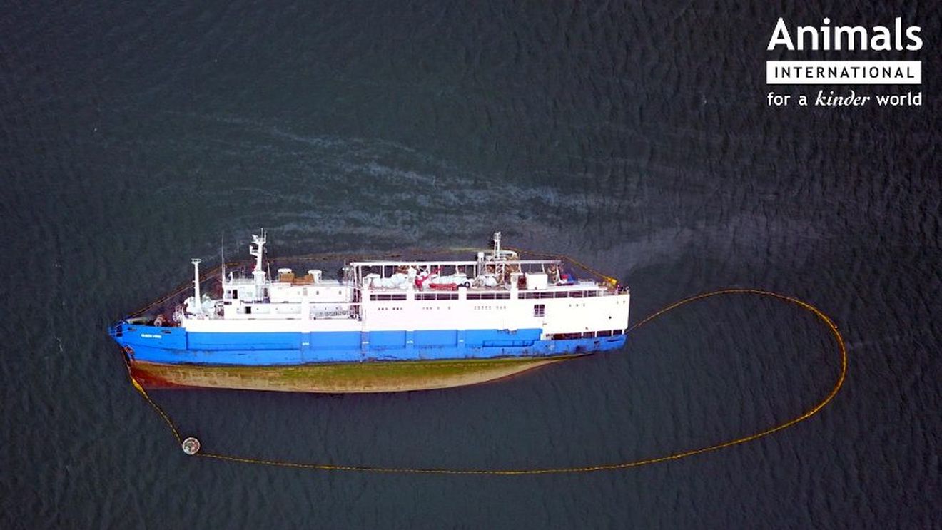 Nava Queen Hind a fost repusă pe linia de plutire în portul Midia/ Se fac pregătiri pentru descărcarea cadavrelor oilor