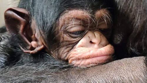 Marile maimuțe tinere știu să tachineze