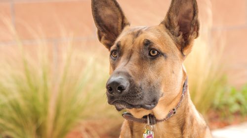 Loubo, câinele lui Alain Delon, nu va fi eutanasiat, așa cum și-a dorit actorul