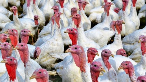 În România a ajuns carne de curcan din Ungaria de la ferme din zona de restricție pentru gripa aviară