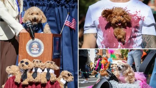 Cel mai simpatic carnaval cu animale din lume. Mii de câini costumați în supereroi, vampiri și balerine au invadat străzile din New York pentru parada de Halloween