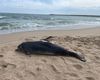 Peste 80 de delfini eșuați au fost găsiți pe plajele litoralului românesc, de la începutul anului / ”Braconajul continuă să reprezinte una dintre principalele amenințări”