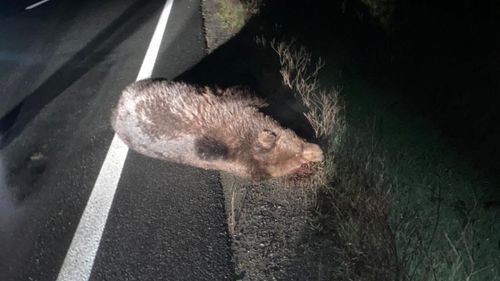 Urs lovit de o mașină în județul Sibiu /  A fost emis mesaj RO-Alert, autoritățile nu știu dacă animalul era singur