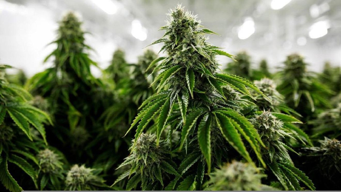 Consumul de marijuana, în creștere în rândul tinerilor americani, a atins un nivel record în 2021 (studiu)