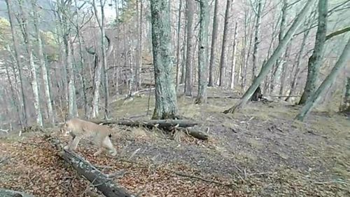 VIDEO Imagini inedite cu un lynx la plimbare prin Parcul Național Cozia, unde trăiesc aproximativ 20 de exemplare de râs