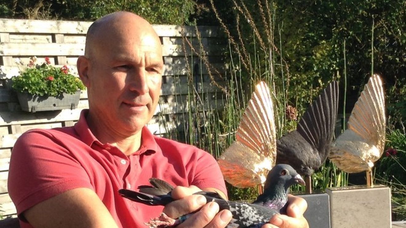 Ce mai fură românii: porumbei voiajori de elită din Belgia în valoare de sute de mii de euro