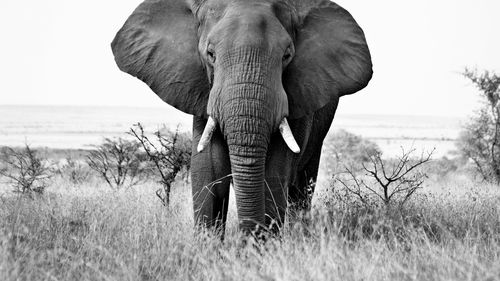 Viața și moartea solitară a singurului elefant african din Delhi