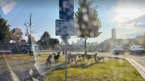 O haită de câini, observată în zona turistică din Alba Iulia, a alertat autoritățile locale / Explicațiile primăriei