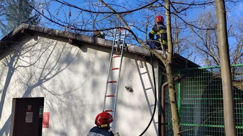 Incendiu la grădina zoologică din Râmnicu Vâlcea, au fost evacuate maimuțele din pavilionul afectat de foc
