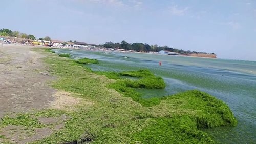 VIDEO Autoritățile nu fac față valurilor de alge de pe litoral: Noaptea sunt strânse zeci de tone de alge, dimineața malurile se ”înverzesc” la loc