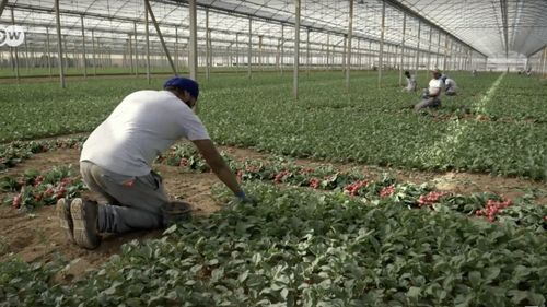 Numărul britanicilor prinşi în sclavie modernă, mai mare decât oricând / Un sfert dintre sesizări, făcute de britanici, urmaţi de albanezi şi vietnamezi / Care sunt domeniile cu cele mai multe cazuri de muncă forţată