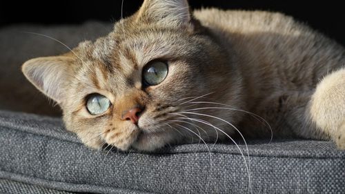 Cum te recunoaște pisica după mult timp în care nu te-a mai văzut. Felina are un avantaj extraordinar care o ajută să nu te uite / Știinta explică „radarul” emoțional al pisicilor