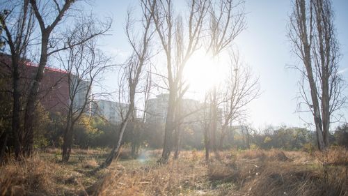 Primăria Capitalei anunță că doi bărbați sunt cercetați de poliție pentru că ar fi defrișat 50 de arbori uscați și arși din zona retrocedată a parcului IOR