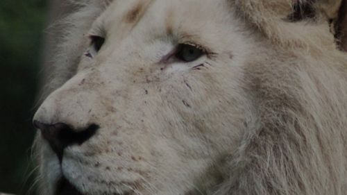 Leul alb de la Zoo Brașov nu e neîngrijit, e doar bătrân, explică directorul instituției / Controverse asupra felului în care sunt îngrijite animalele de aici / „Noi nu eutanasiem animale. Conform legii, putem face acest lucru”