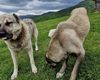 Conflict în lumea crescătorilor de câini. Asociația Chinologică Română acuză o organizație din Sibiu că promovează ilegal agresivitatea câinilor ciobănești românești prin „testarea mușcăturii la manșon”
